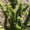 NA Chamaecyparis obtusa ' Sheriman ' : hauteur 20/25 cm pot 3,7 L Hot