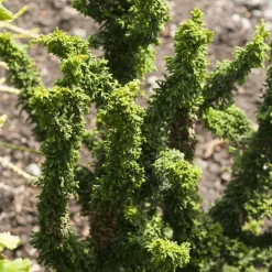 NA Chamaecyparis obtusa ' Sheriman ' : hauteur 20/25 cm pot 3,7 L Hot