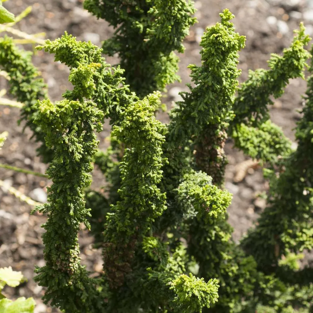 NA Chamaecyparis obtusa ' Sheriman ' : hauteur 20/25 cm pot 3,7 L Hot