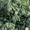 NA Chamaecyparis pisifera 'Boulevard' Pot 3L Online