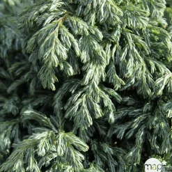 NA Chamaecyparis pisifera 'Boulevard' Pot 3L Online