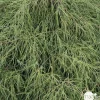 NA Conifères | Chamaecyparis pisifera : pot 2 L