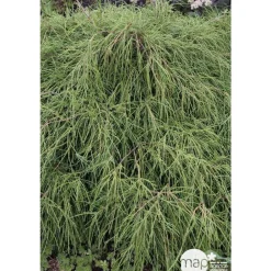NA Conifères | Chamaecyparis pisifera : pot 2 L