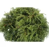 NA Conifères | Chamaecyparis pisifera Sungold : H 30/40 cm : pot 5 L