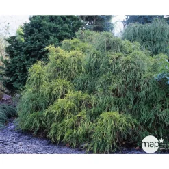 NA Conifères | Chamaecyparis pisifera Sungold : H 30/40 cm : pot 5 L