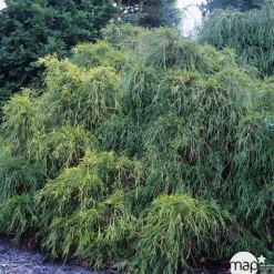 NA Conifères | Chamaecyparis pisifera Sungold : H 30/40 cm : pot 5 L
