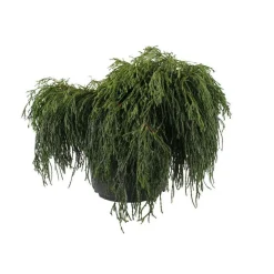 NA Conifères | Chamaecyparis pisifera Sungold : H 30/40 cm : pot 5 L