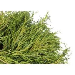NA Chamaecyparis pisifera Sungold : pot 4L Clearance