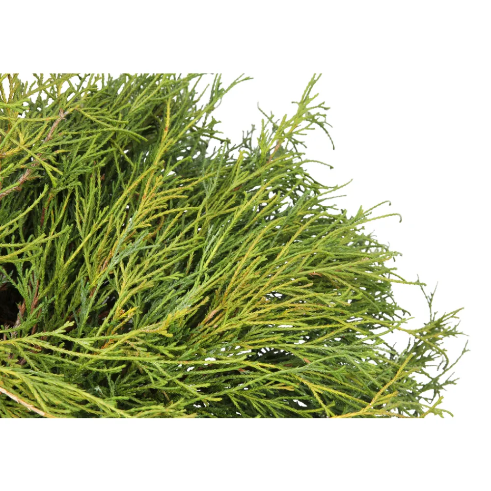 NA Chamaecyparis pisifera Sungold : pot 4L Clearance