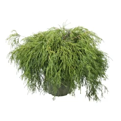NA Chamaecyparis pisifera Sungold : pot 4L Clearance