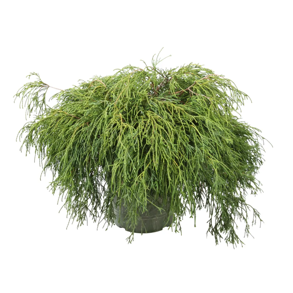 NA Chamaecyparis pisifera Sungold : pot 4L Clearance