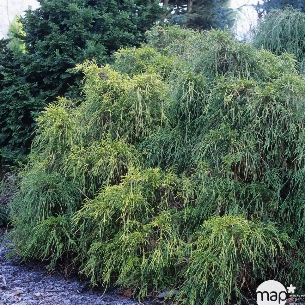 NA Chamaecyparis pisifera Sungold : pot 4L Clearance