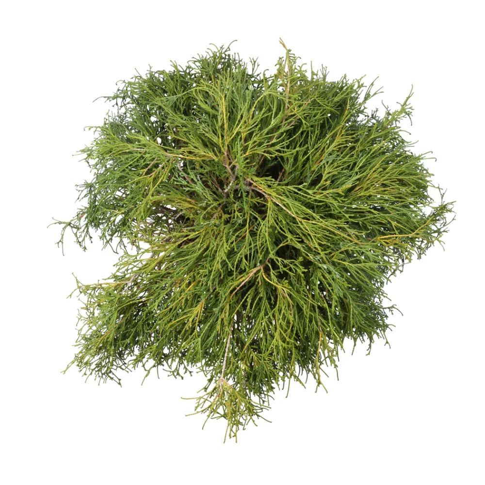 NA Chamaecyparis pisifera Sungold : pot 4L Clearance