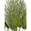 NA Chamaerops humilis : pot de D.28cm Online