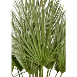 NA Chamaerops humilis : pot de D.28cm Online