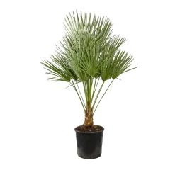 NA Chamaerops humilis : pot de D.28cm Online