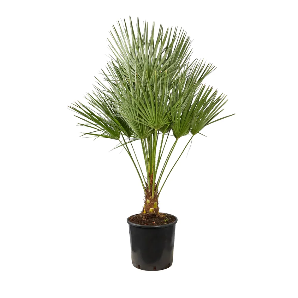 NA Chamaerops humilis : pot de D.28cm Online