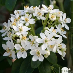 NA Arbres Et Arbustes|Plantes De Haies | Choisya terta : ctr 2 litres