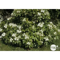 NA Arbres Et Arbustes|Plantes De Haies | Choisya terta : ctr 2 litres