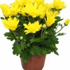 NA Fleurs De Saison | Chrysantheme multifleur jaune pot 11 cm