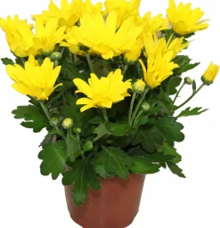 NA Fleurs De Saison | Chrysantheme multifleur jaune pot 11 cm