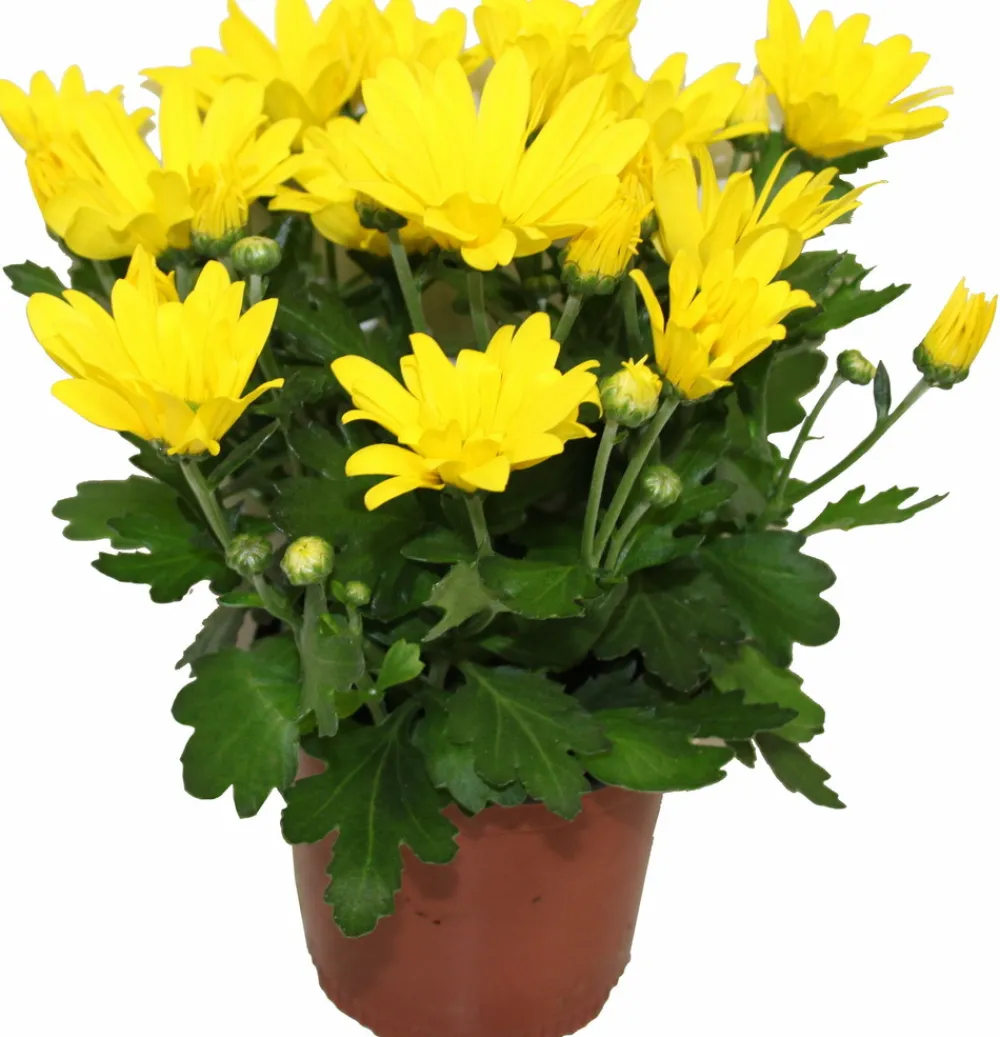 NA Fleurs De Saison | Chrysantheme multifleur jaune pot 11 cm