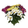 NA Chrysanthème mix : en coupe D. 23 cm New