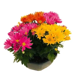 NA Chrysanthème mix : en coupe D. 23 cm New