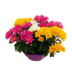 NA Chrysanthème mix : en coupe D. 23 cm New