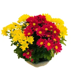 NA Chrysanthème mix : en coupe D. 23 cm New