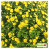 NA Fleurs De Saison | Chrysanthème multi carousel D11cm - Coloris variables