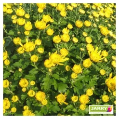 NA Fleurs De Saison | Chrysanthème multi carousel D11cm - Coloris variables