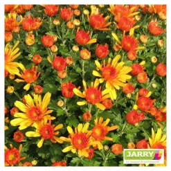 NA Fleurs De Saison | Chrysanthème multi carousel D11cm - Coloris variables
