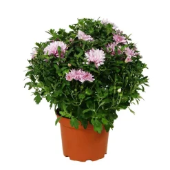 NA Fleurs De Saison | Chrysanthème multi carousel D11cm - Coloris variables