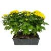 NA Chrysanthème multifleur : barquette de 6 plants Discount