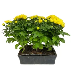 NA Chrysanthème multifleur : barquette de 6 plants Discount