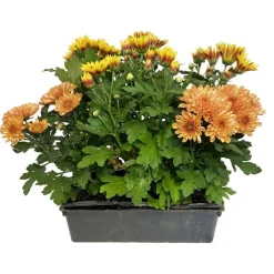NA Chrysanthème multifleur : barquette de 6 plants Discount
