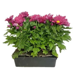 NA Chrysanthème multifleur : barquette de 6 plants Discount