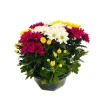 NA Chrysanthème multifleur:carrousel coupe D27 cm Hot