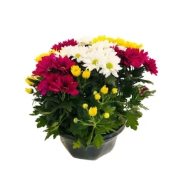 NA Chrysanthème multifleur:carrousel coupe D27 cm Hot