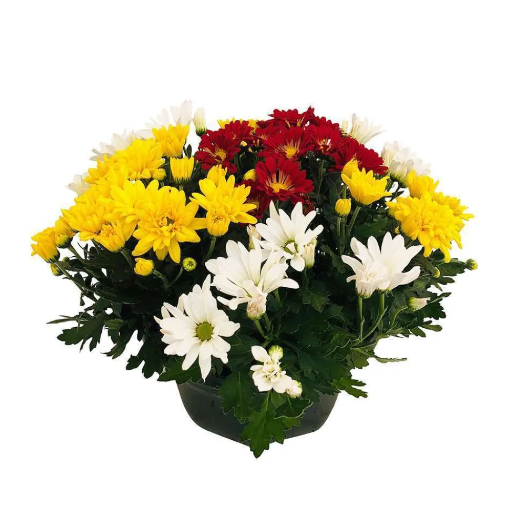 NA Chrysanthème multifleur:carrousel coupe D27 cm Hot