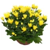 NA Chrysanthème multifleurs : coupe de D.21/23cm Best