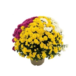 NA Fleurs De Saison | Chrysanthème pompon: pot D.18cm, caroussel - Coloris variables