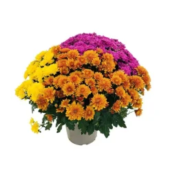 NA Fleurs De Saison | Chrysanthème pompon: pot D.18cm, caroussel - Coloris variables