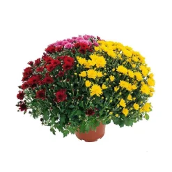 NA Fleurs De Saison | Chrysanthème pompon: pot D.18cm, caroussel - Coloris variables