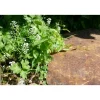 Classgarden - Pas japonais corten irrégulier - pack de 10 pièces New