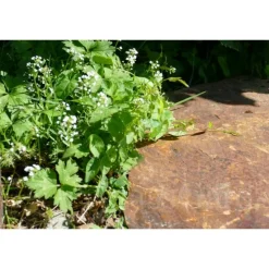 Classgarden - Pas japonais corten irrégulier - pack de 10 pièces New