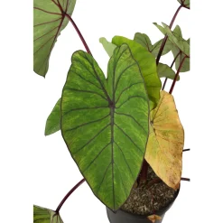 NA Plantes De Haies | Colocasia - Pot 10L
