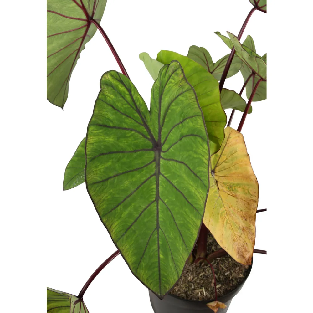 NA Plantes De Haies | Colocasia - Pot 10L