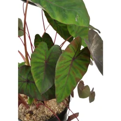 NA Plantes De Haies | Colocasia - Pot 10L